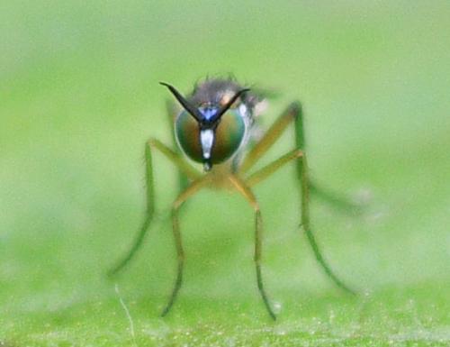 Rhaphium sp.